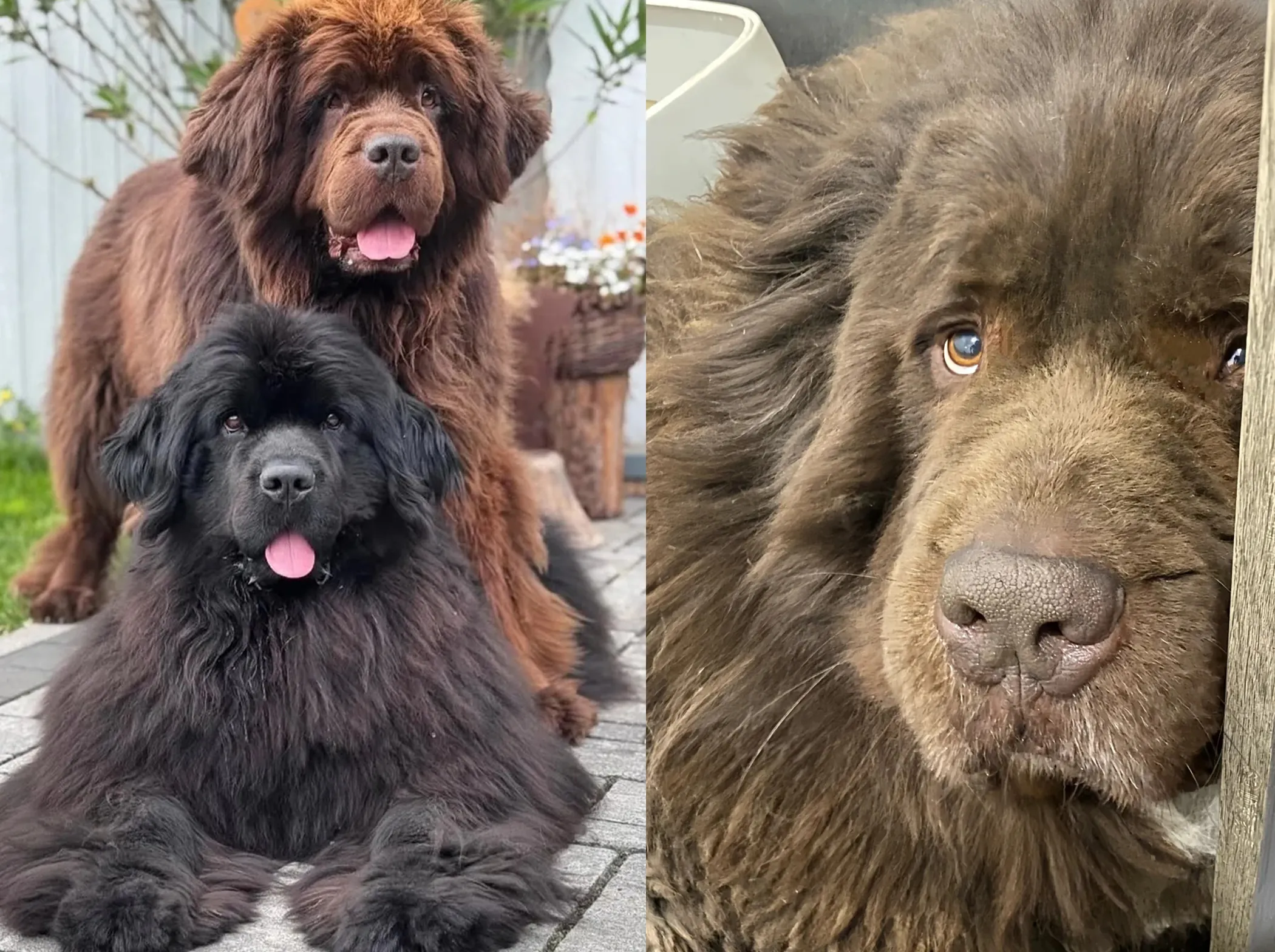 Le Chien le Plus Grand du Monde : Records, Races Le Terre-Neuve