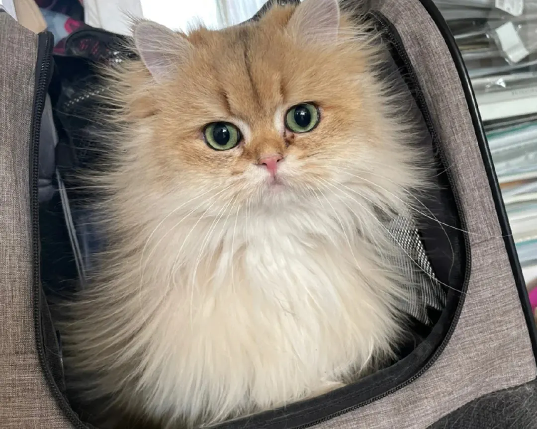 Chat adorable avec un pelage doux susceptible de produire de l'électricité statique en hiver