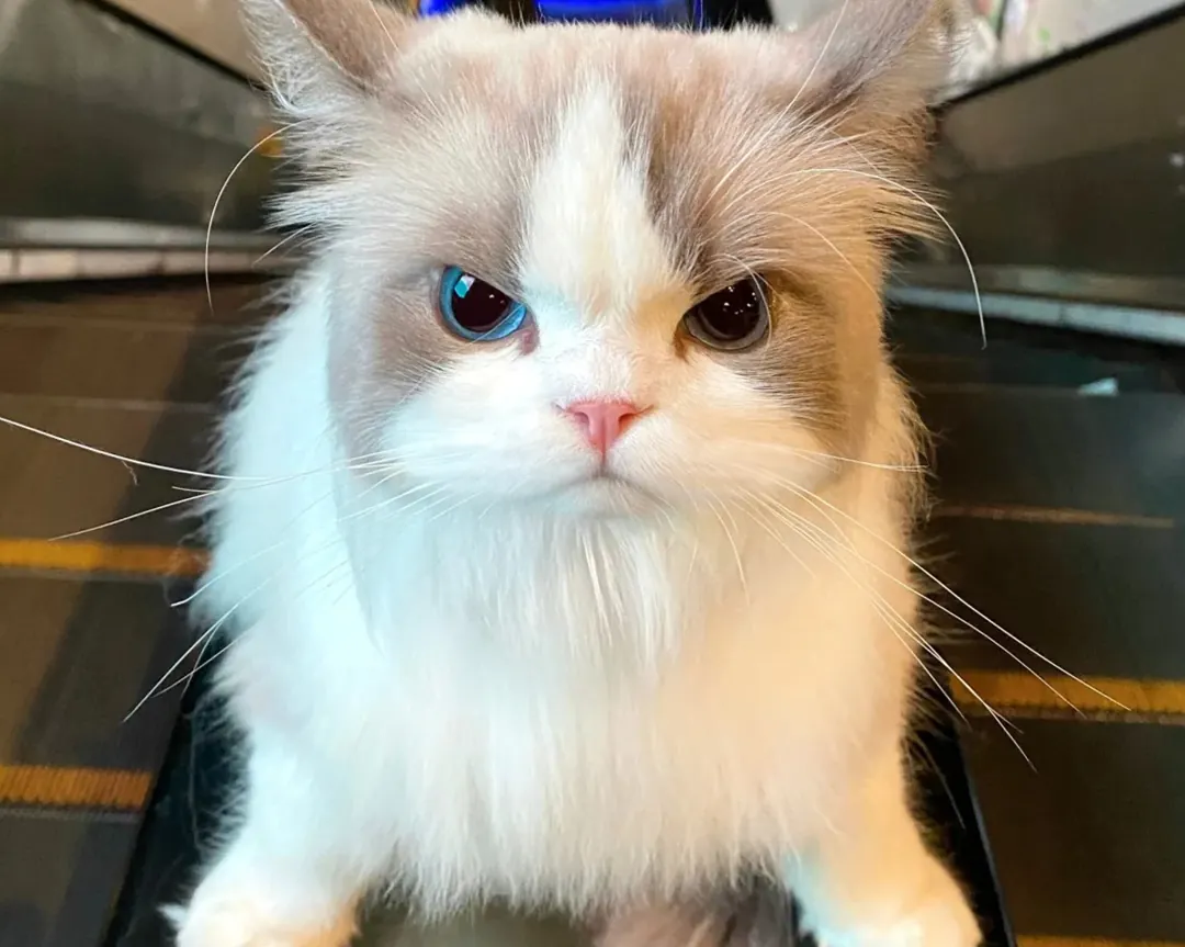 Chat montrant des signes de stress ou d'évitement liés aux décharges électrostatiques lors des caresses