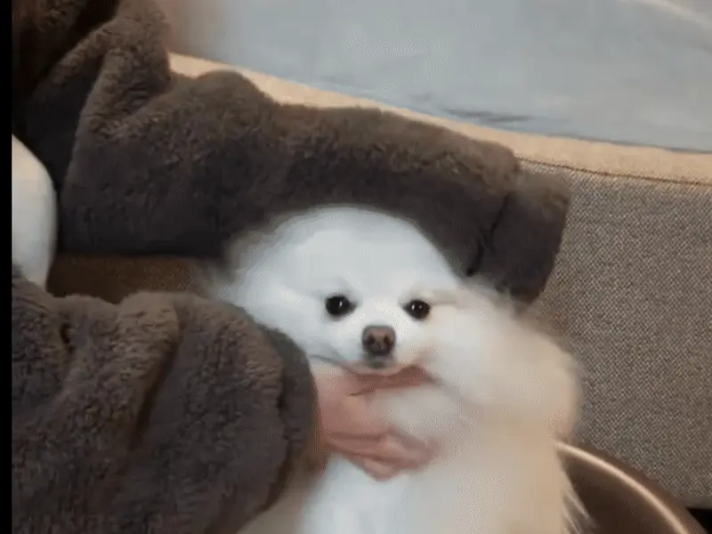 Chat adorable démontrant le phénomène d'électricité statique avec son pelage qui se hérisse légèrement au contact