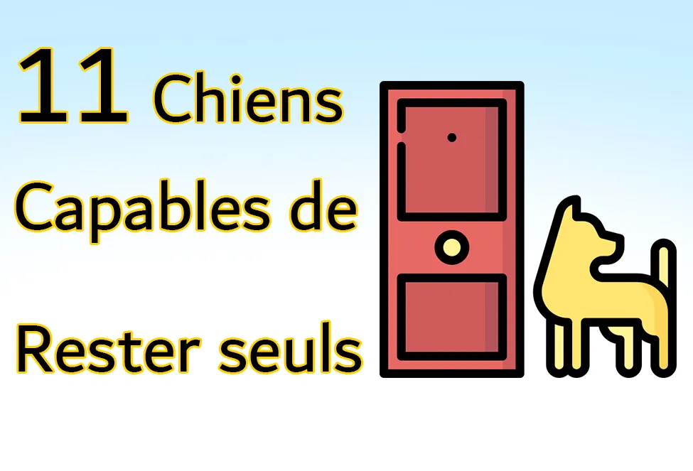 Quel Chien Peut Rester Seul Toute la Journée ? 11 Races Indépendantes 11 chiens capables de rester seuls