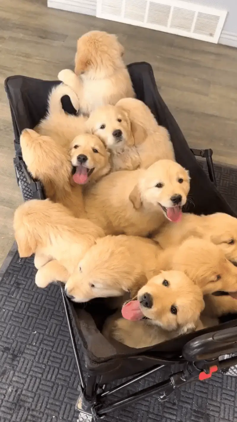 Golden Retriever : Tempérament, Santé et Budget à Prévoir Adorable chiot Golden Retriever - investissement à considérer