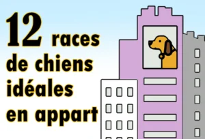 Noms de Chien Commençant par A : Guide Complet 12 races de chiens idéales en appart