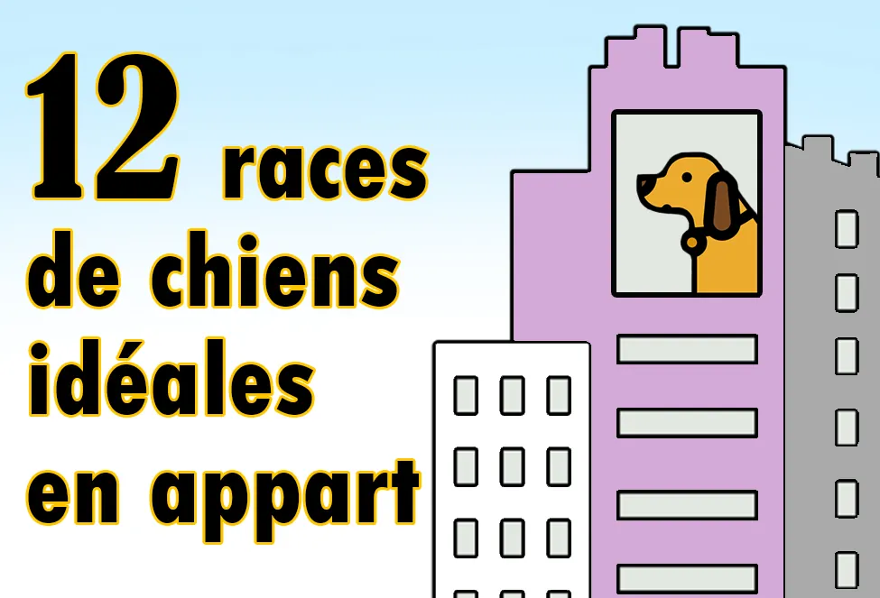 Chien d'Appartement : 12 Races Idéales pour la Vie en Intérieur 12 races de chiens idéales en appart
