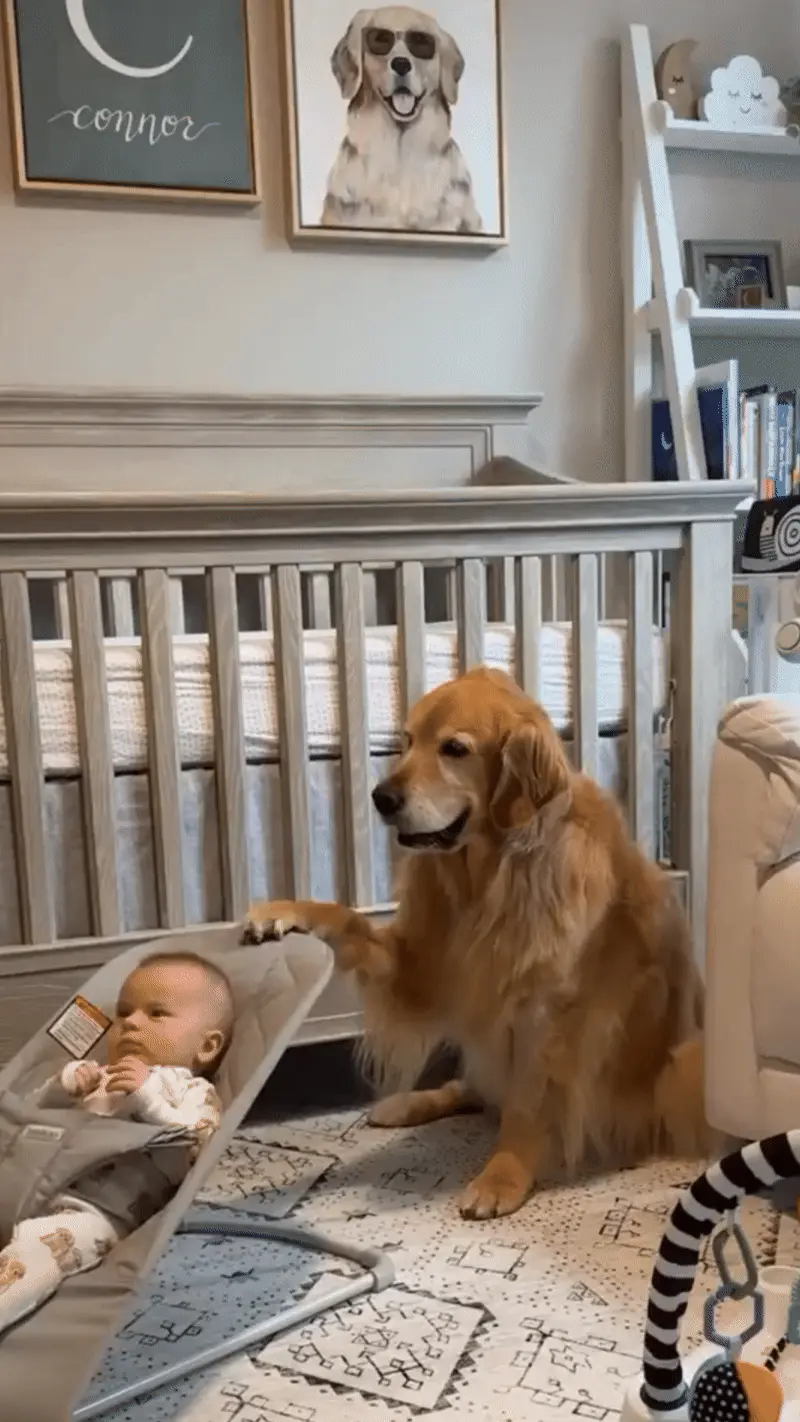 Golden Retriever : Tempérament, Santé et Budget à Prévoir Golden Retriever avec famille démontrant son caractère doux et affectueux