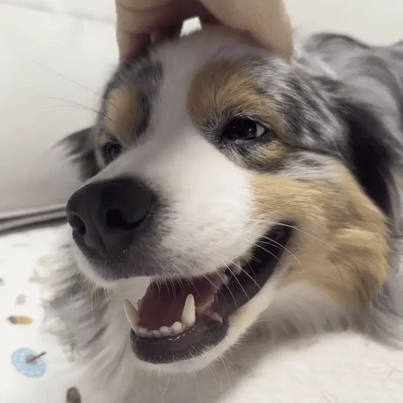 Berger Australien : Guide Pratique Berger Australien dans un pâturage - chien de travail avec troupeau de moutons