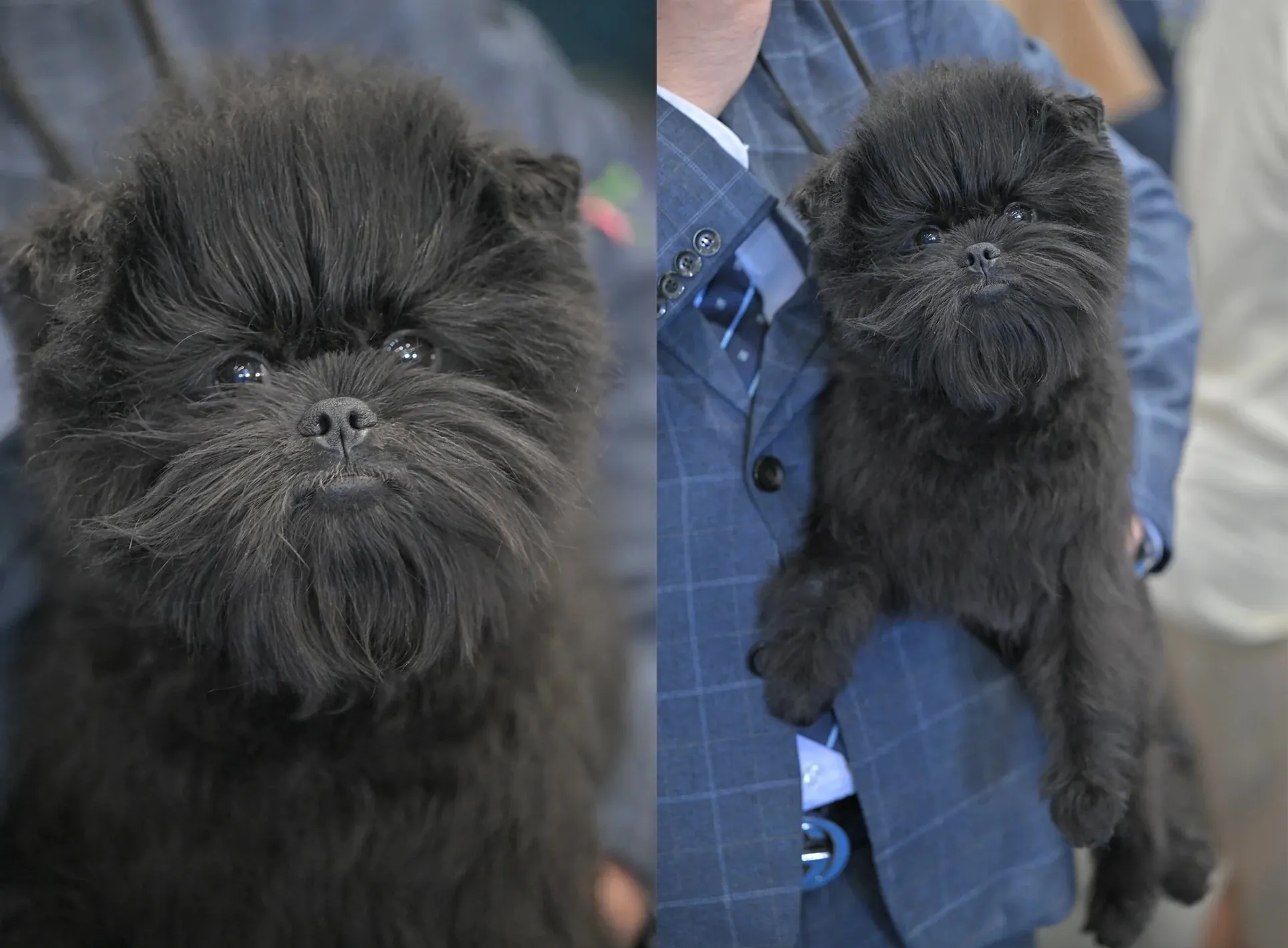 Affenpinscher mignon 
