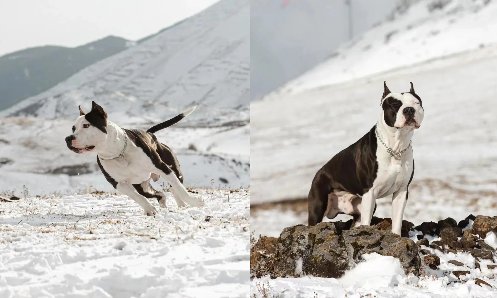 Quel est le Chien le Plus Dangereux du Monde ? La Réponse Selon la Science American Staffordshire Terrier avec robe bringée, cousin proche du Pitbull