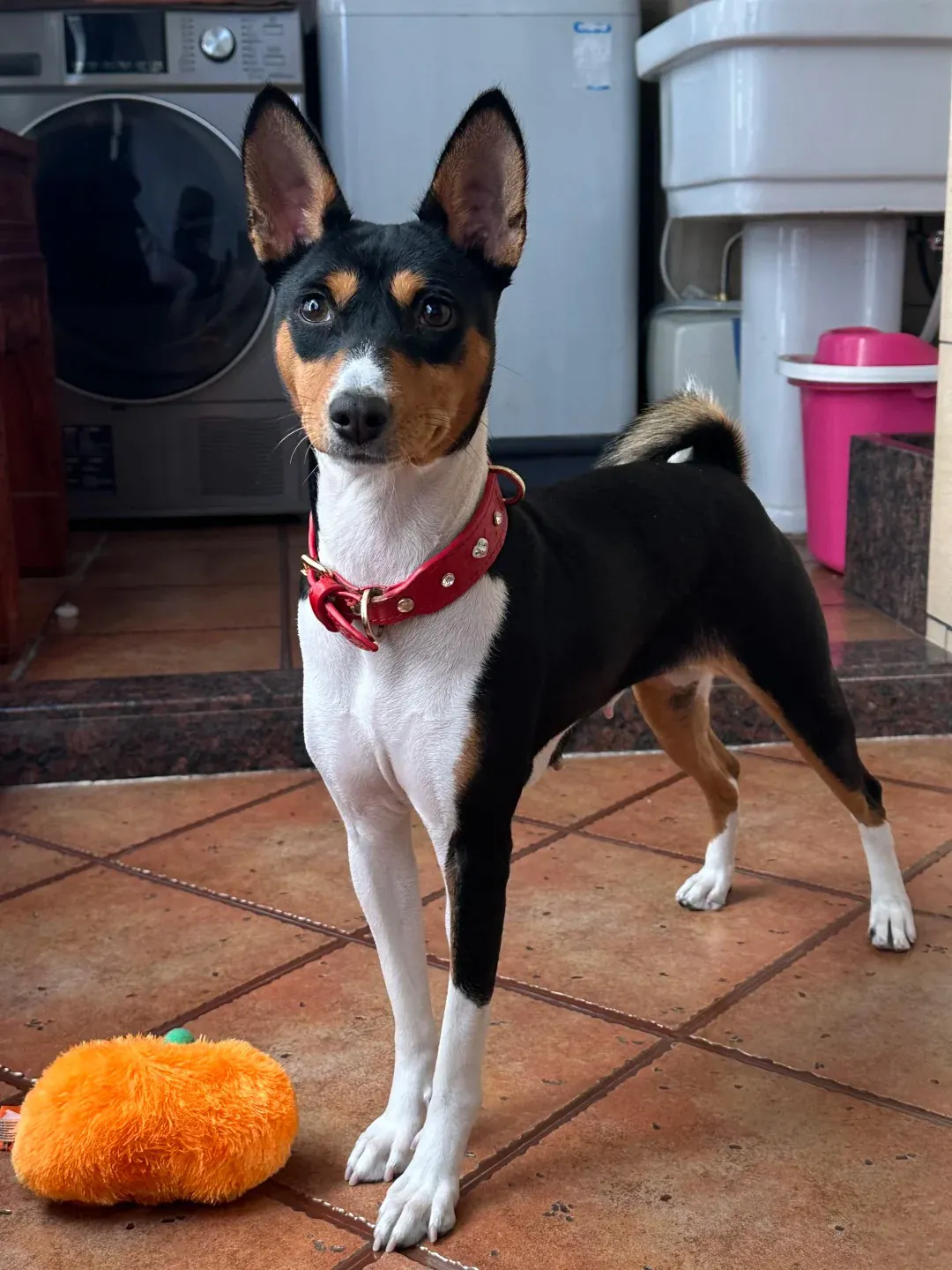 Chien d'Appartement : 12 Races Idéales pour la Vie en Intérieur Basenji, chien africain sans aboiement, posture élégante avec oreilles dressées et queue enroulée caractéristique