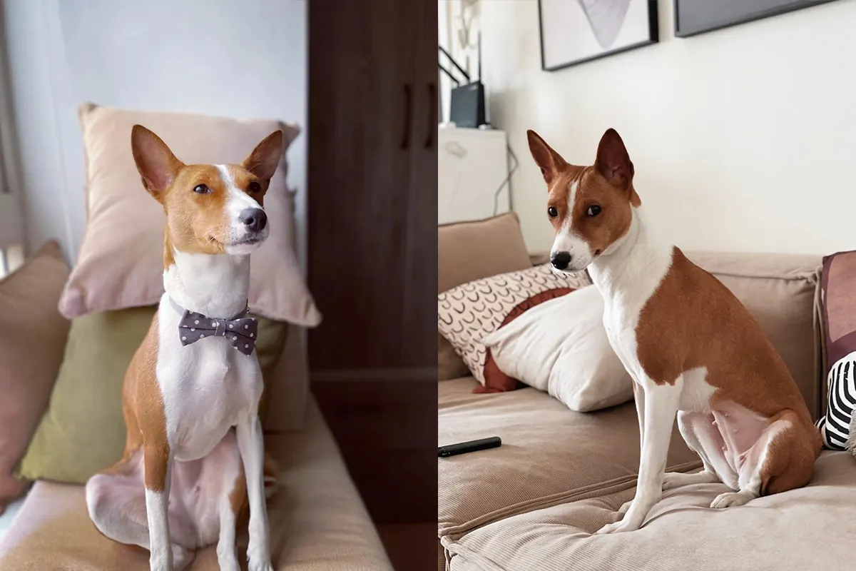 Quel Chien Peut Rester Seul Toute la Journée ? 11 Races Indépendantes Basenji élégant et indépendant, chien africain sans aboiement, parfait pour rester seul toute la journée