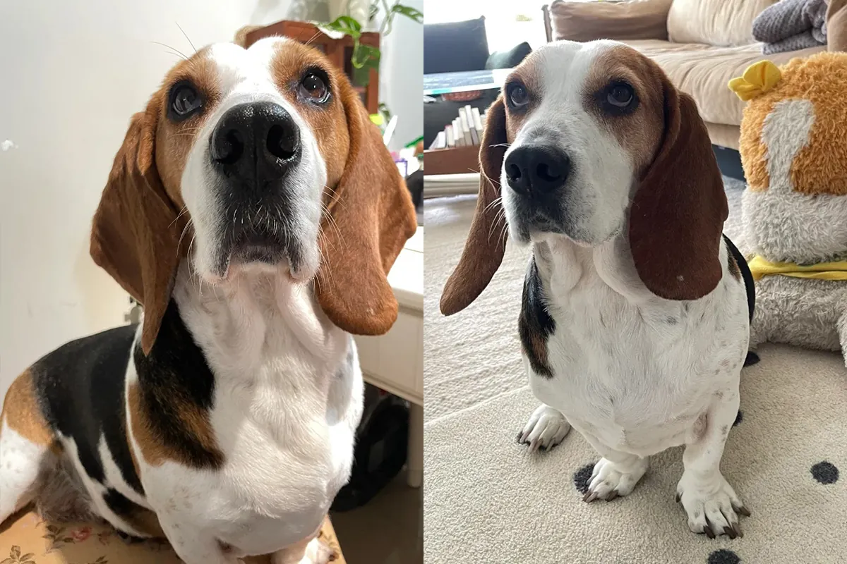 Quel Chien Peut Rester Seul Toute la Journée ? 11 Races Indépendantes Basset Hound aux longues oreilles tombantes, chien calme et placide parfait pour rester seul