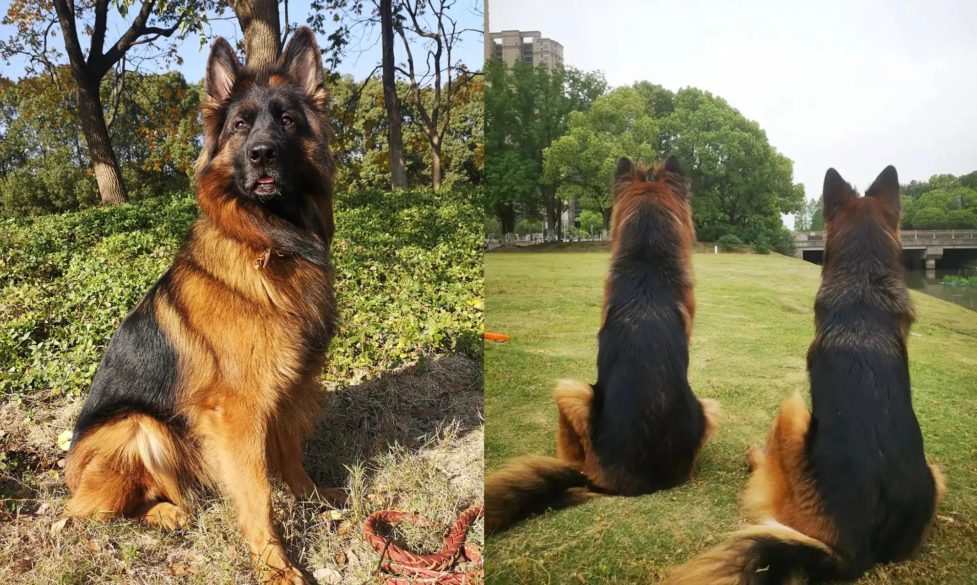 Quel est le Chien le Plus Dangereux du Monde ? La Réponse Selon la Science Berger Allemand en position d'alerte, race polyvalente utilisée par les forces de l'ordre