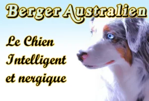 Noms de Chien Commençant par A : Guide Complet Berger Australien : Caractère, Éducation & Vie Quotidienne