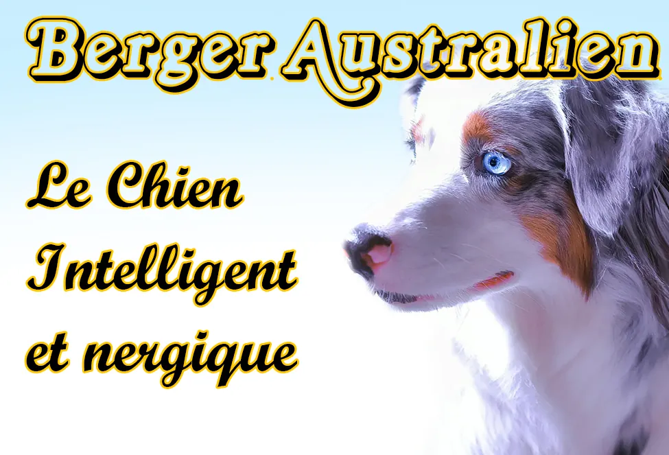 Berger Australien : Guide Pratique Berger Australien : Caractère, Éducation & Vie Quotidienne