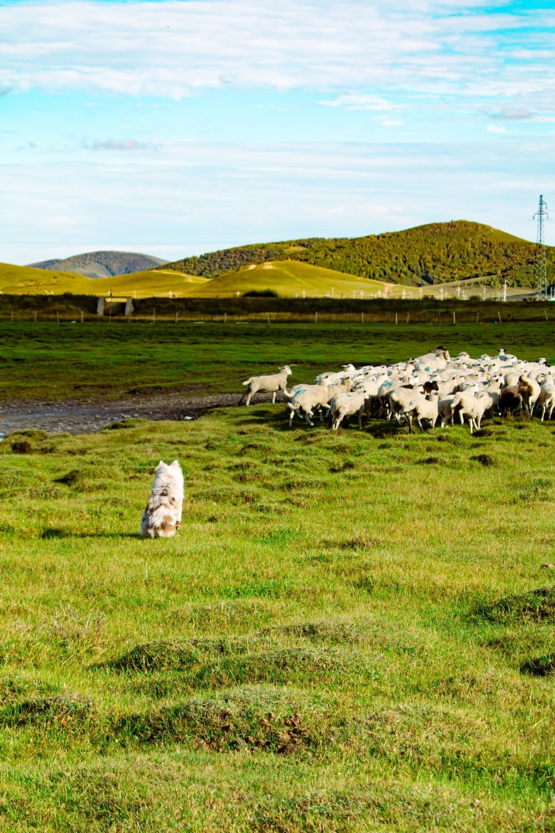 Berger Australien : Guide Pratique Berger Australien dans un pâturage - chien de travail avec troupeau de moutons