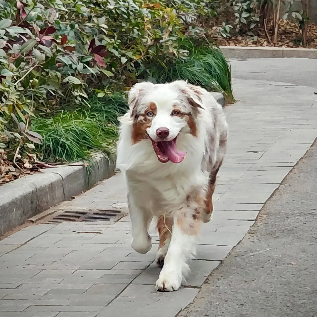 Berger Australien : Guide Pratique Berger Australien en pleine course - chien actif en exercice extérieur