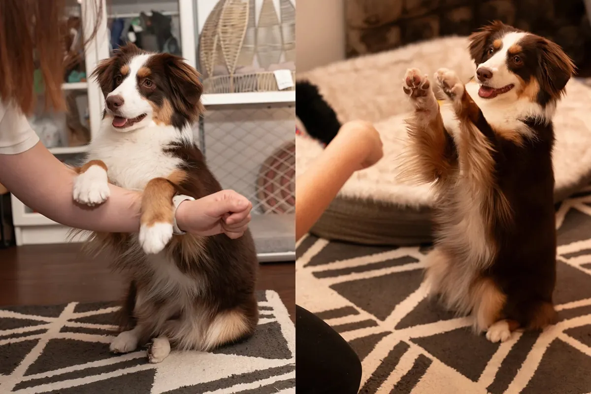 Berger Australien : Guide Pratique Berger Australien jouant avec sa famille - chien affectueux en interaction