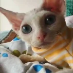 Body Pour Chat Varmt photo review