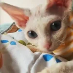 Body Pour Chat Varmt photo review