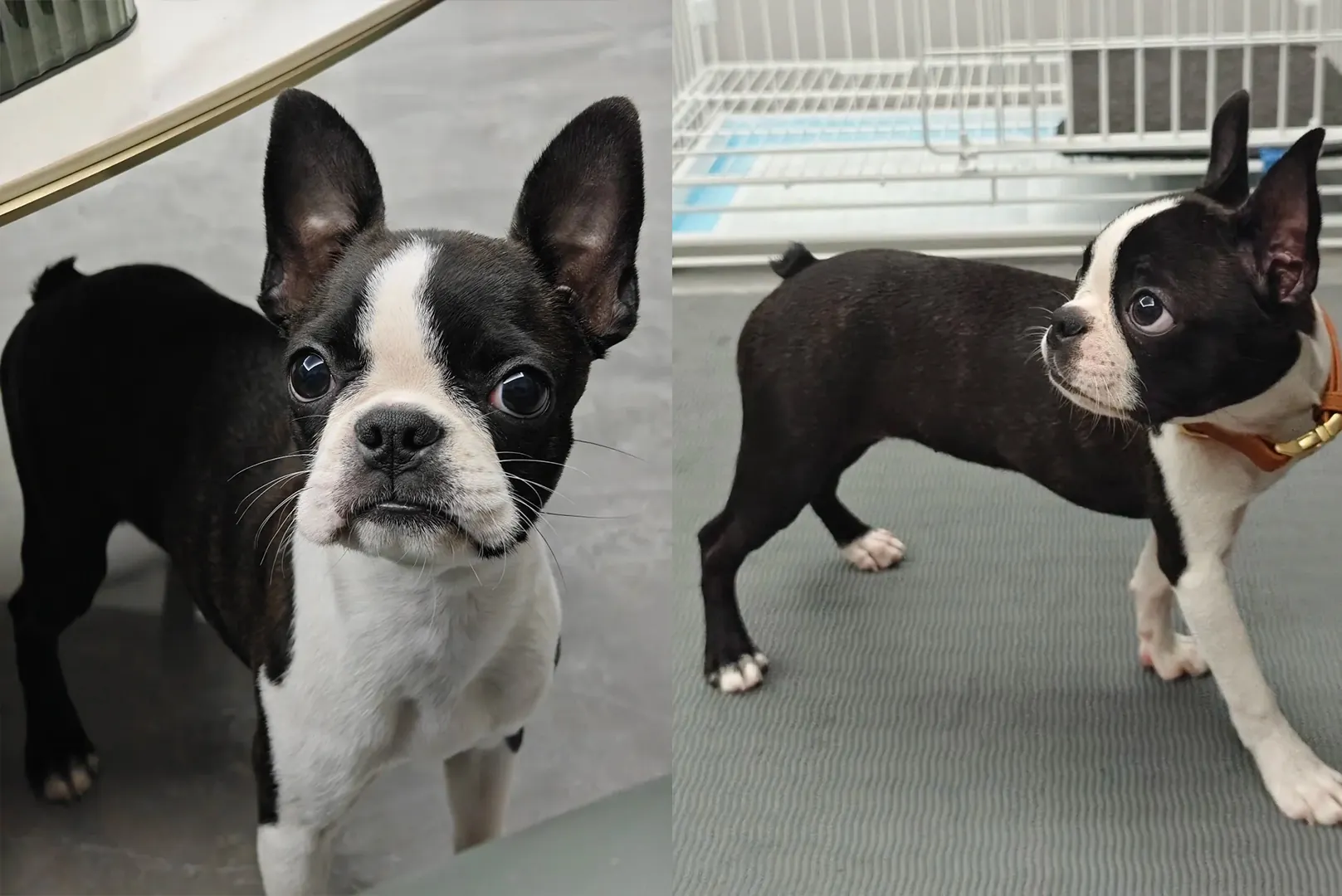 Chien d'Appartement : 12 Races Idéales pour la Vie en Intérieur Boston Terrier souriant en smoking naturel, gentleman américain parfait pour appartement