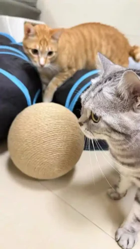 Click to view full screen Boule Griffoir Chat Follow photo review