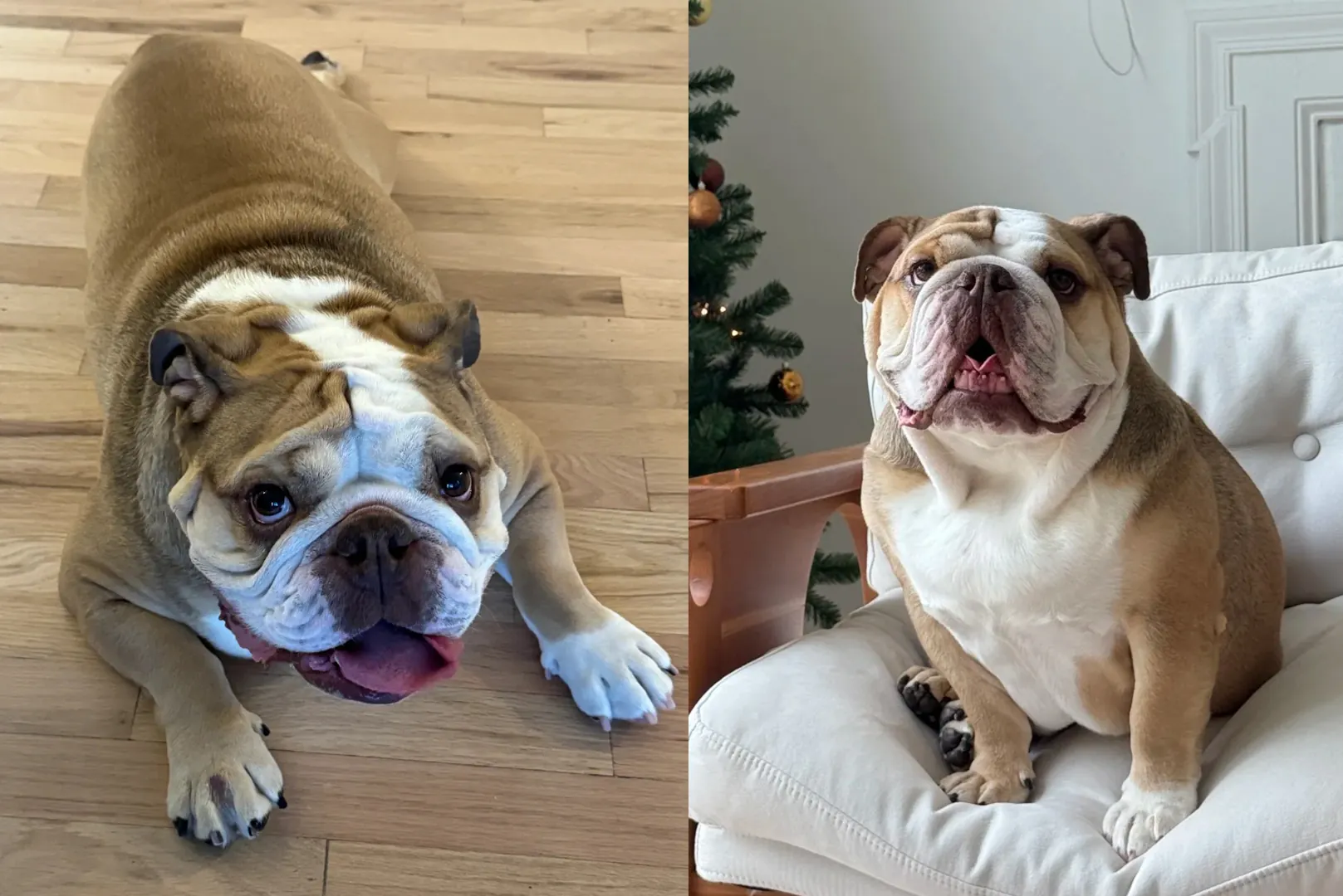 Chien d'Appartement : 12 Races Idéales pour la Vie en Intérieur Bouledogue Anglais massif et paisible allongé confortablement, roi du canapé