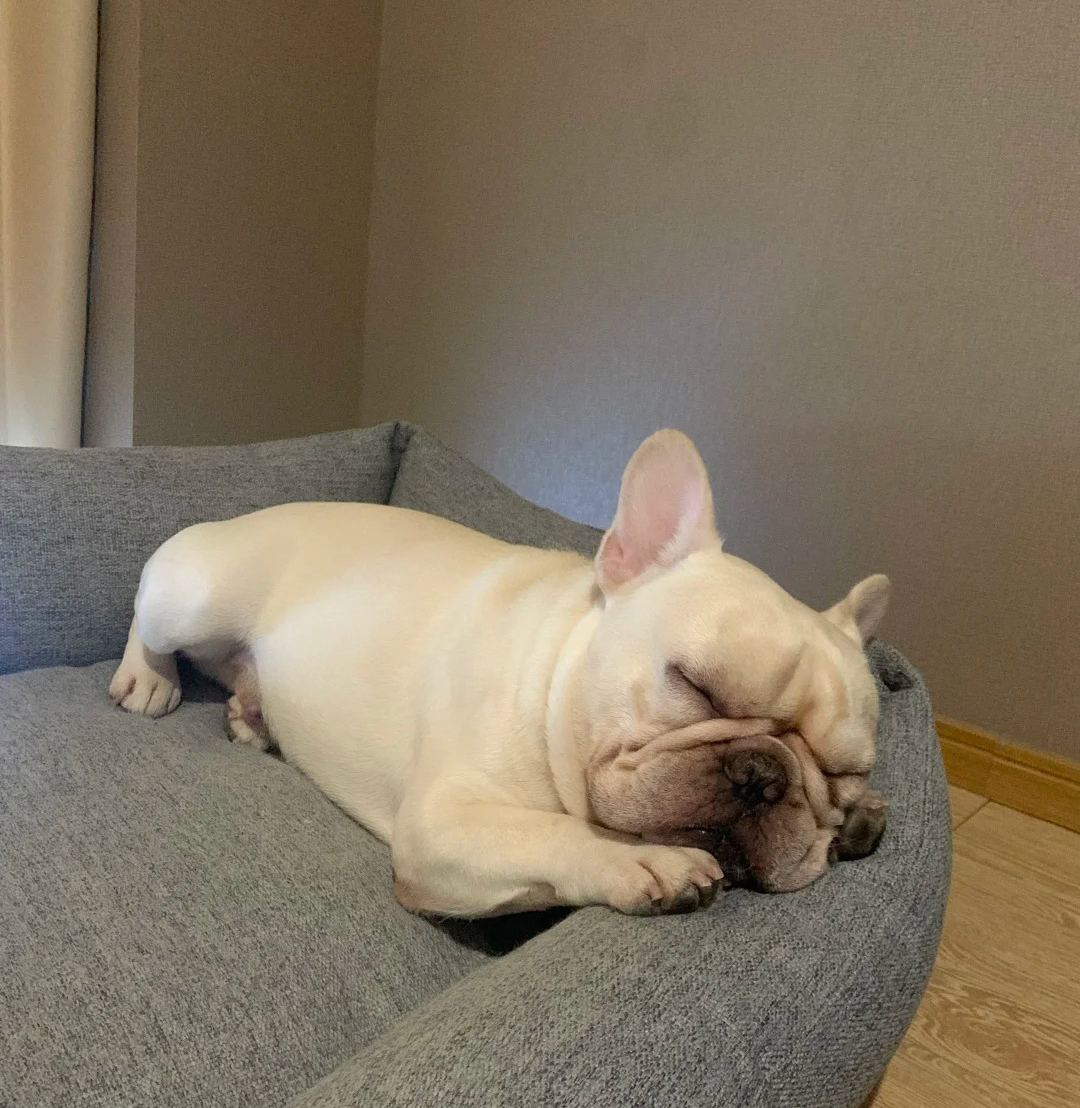 Chien d'Appartement : 12 Races Idéales pour la Vie en Intérieur Bouledogue Français souriant allongé paisiblement sur un canapé d'appartement