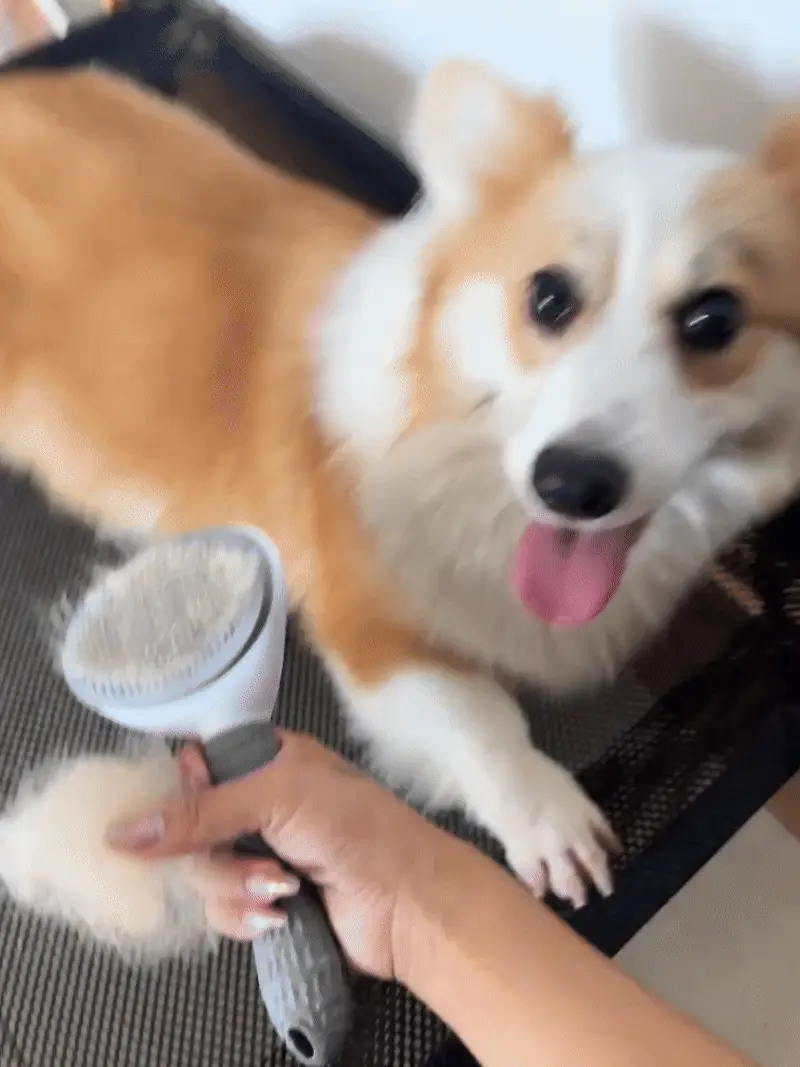 Welsh Corgi : Le Guide Complet du Chien Royal aux Pattes Courtes Brossage intensif d'un corgi en période de mue