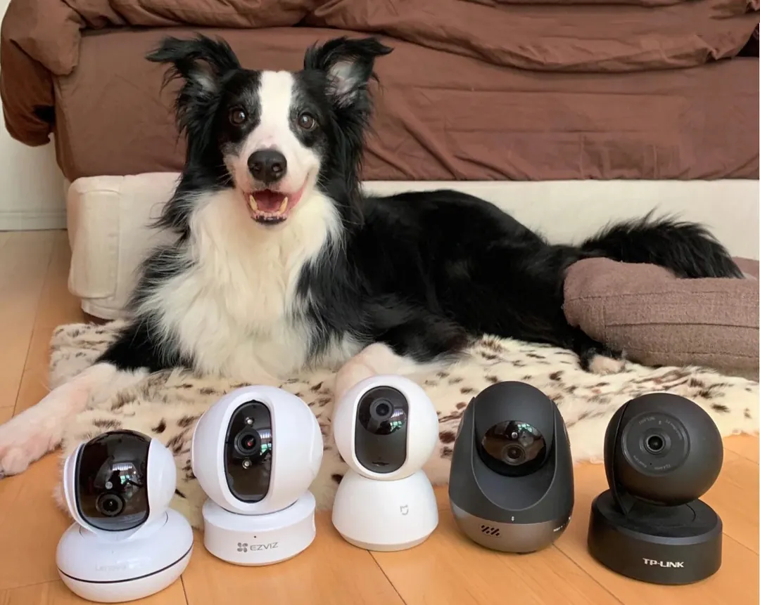 Quel Chien Peut Rester Seul Toute la Journée ? 11 Races Indépendantes Caméra connectée pour chien avec écran montrant un chien calme, fonction audio bidirectionnel et distributeur de friandises