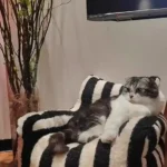 Canapé Pour Chat Housse Amovible Câlin et Cosy photo review