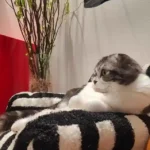 Canapé Pour Chat Housse Amovible Câlin et Cosy photo review