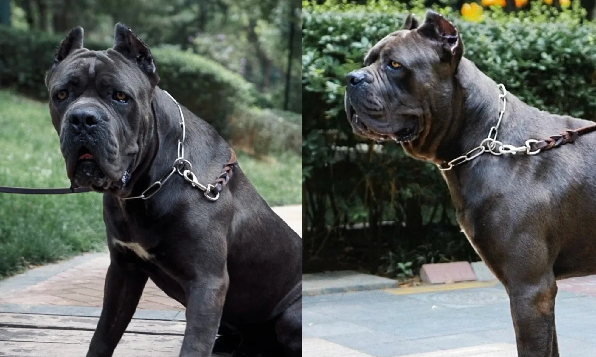 Quel est le Chien le Plus Dangereux du Monde ? La Réponse Selon la Science Cane Corso italien au regard pénétrant, descendant des molosses romains