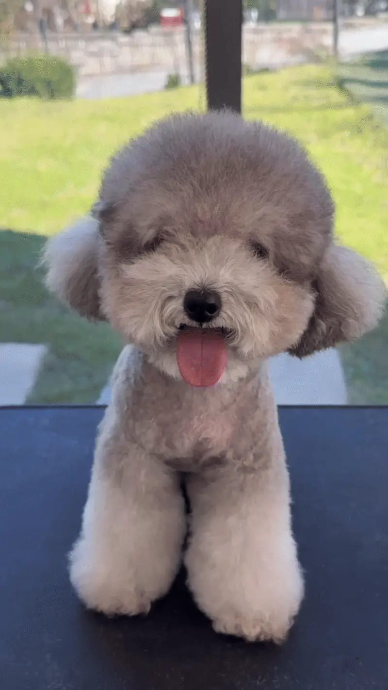 Chien d'Appartement : 12 Races Idéales pour la Vie en Intérieur Caniche Toy ou Miniature au pelage bouclé hypoallergénique, intelligent et élégant