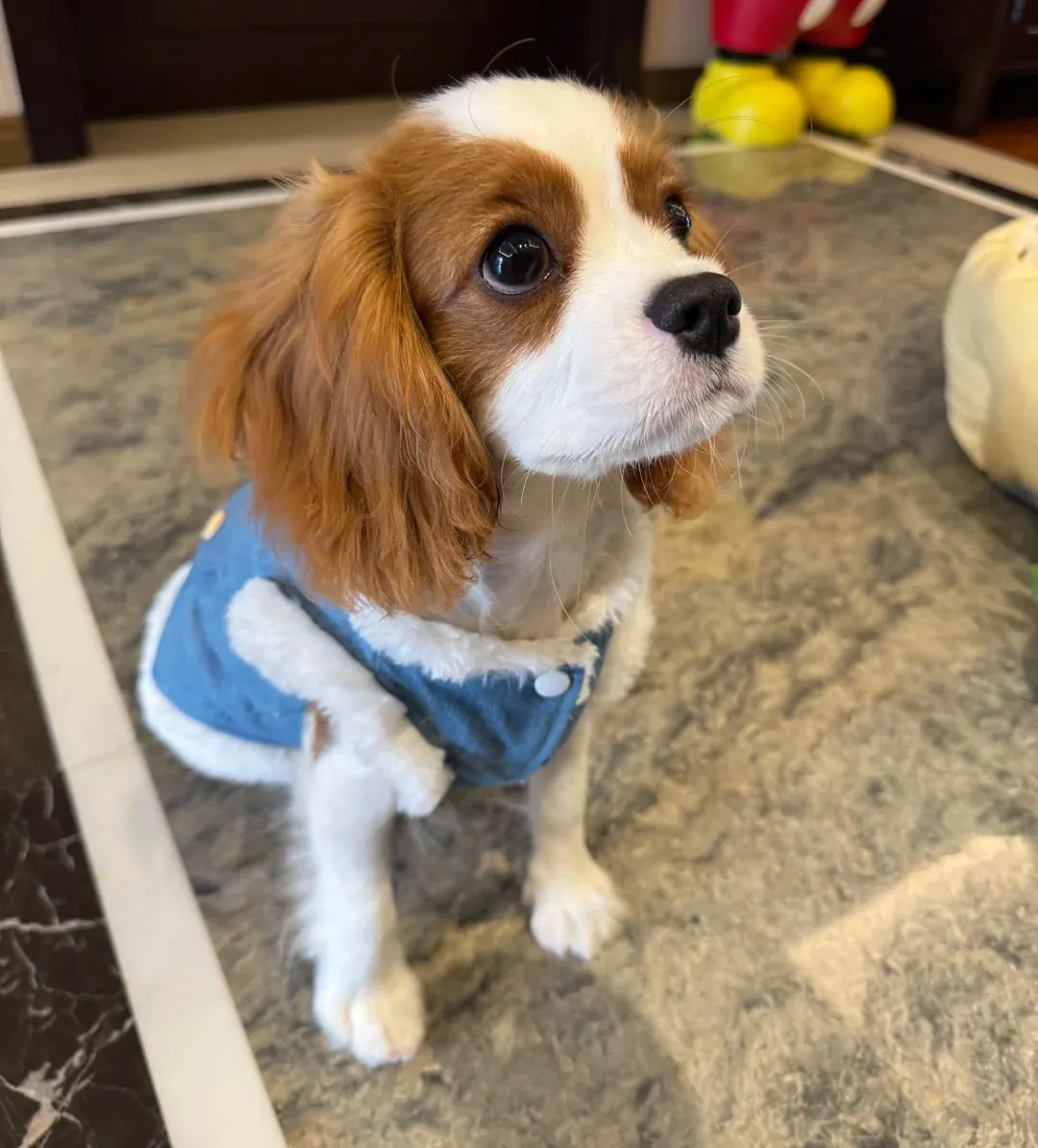 Chien d'Appartement : 12 Races Idéales pour la Vie en Intérieur Cavalier King Charles Spaniel aux longues oreilles soyeuses regardant la caméra avec douceur dans un intérieur cosy