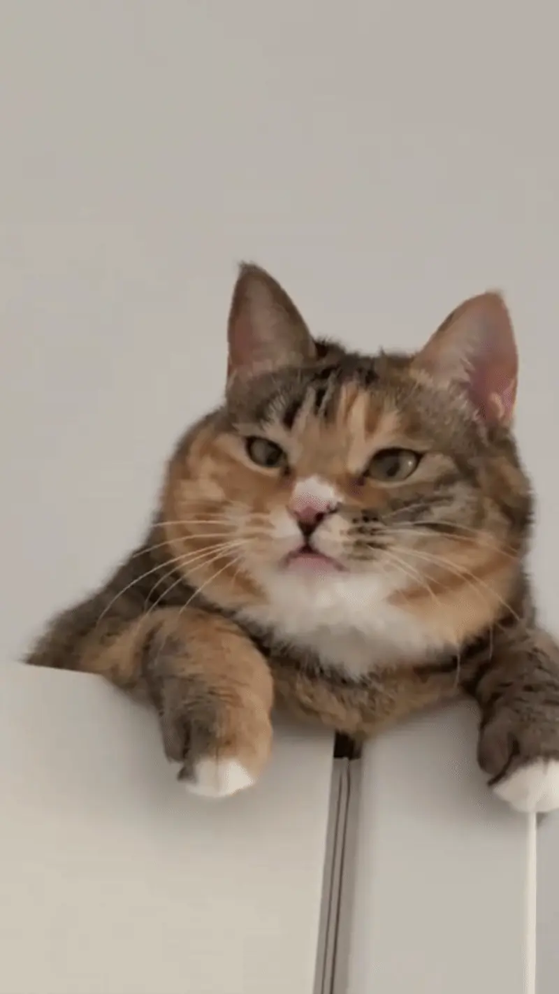 20+ Curiosités Surprenantes sur les Chats Chat ouvrant la bouche dans une grimace caractéristique de la réponse de Flehmen pour analyser les phéromones