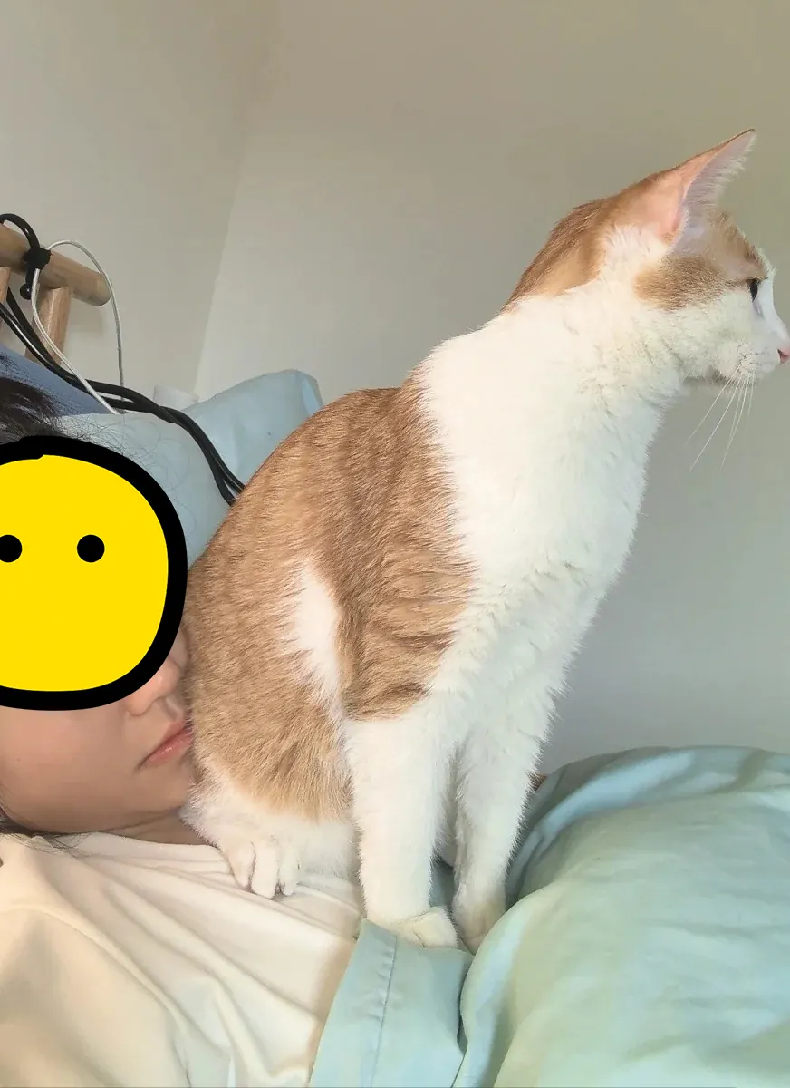 20+ Curiosités Surprenantes sur les Chats Chat présentant son arrière-train à son propriétaire, signe de confiance et d'affection absolue