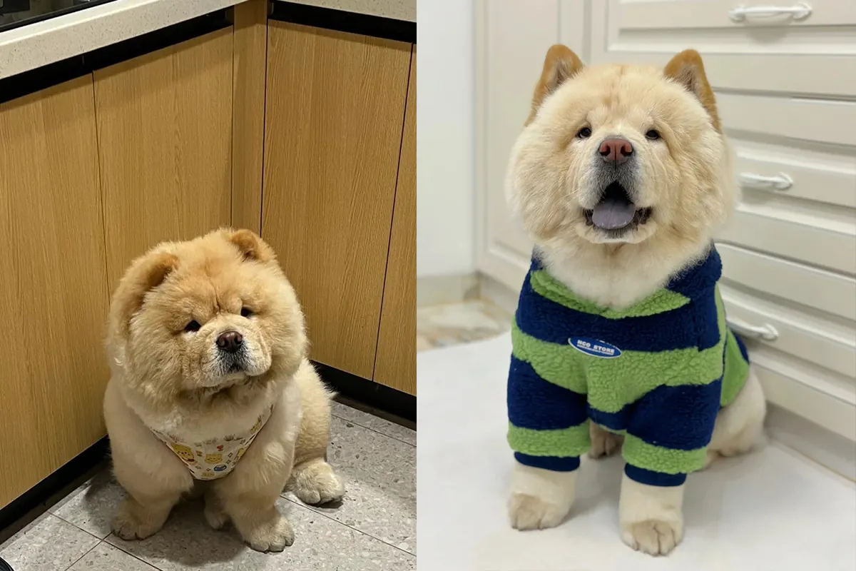 Quel Chien Peut Rester Seul Toute la Journée ? 11 Races Indépendantes Chow-Chow au pelage dense ressemblant à un ours en peluche, race indépendante et calme