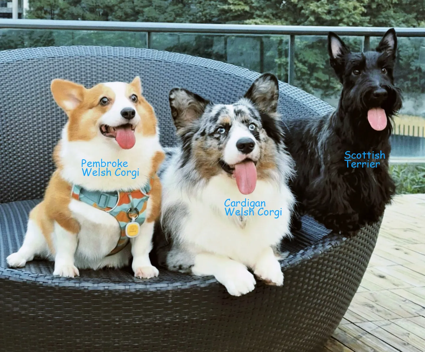 Welsh Corgi : Le Guide Complet du Chien Royal aux Pattes Courtes Comparaison visuelle entre Welsh Corgi Pembroke et Cardigan