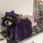 Déguisement Halloween Chat - Magicien Violet Paillettes photo review