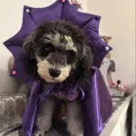 Déguisement Halloween Chat - Magicien Violet Paillettes photo review