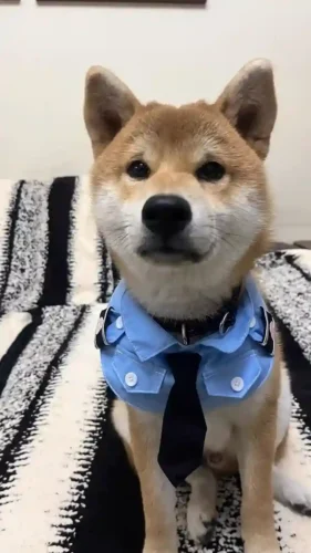 Click to view full screen Déguisement Policier Chien | Costume Photo Amusant photo review