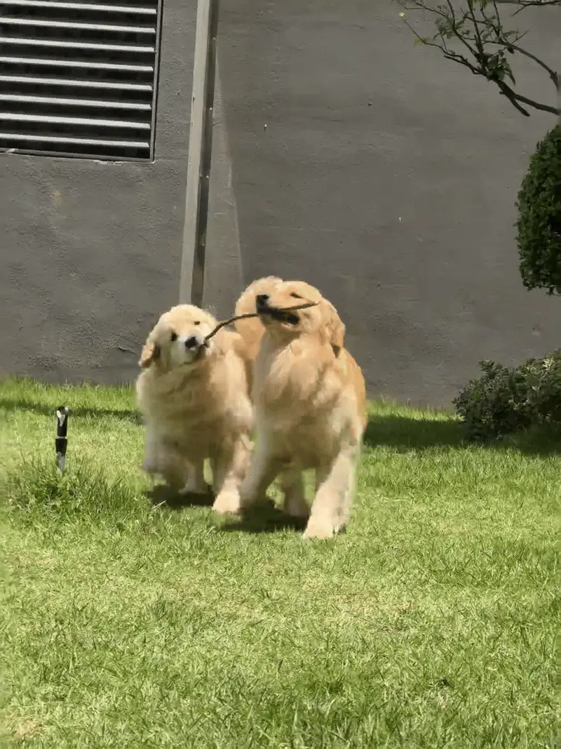 Golden Retriever : Tempérament, Santé et Budget à Prévoir Golden Retriever portrait dans un jardin