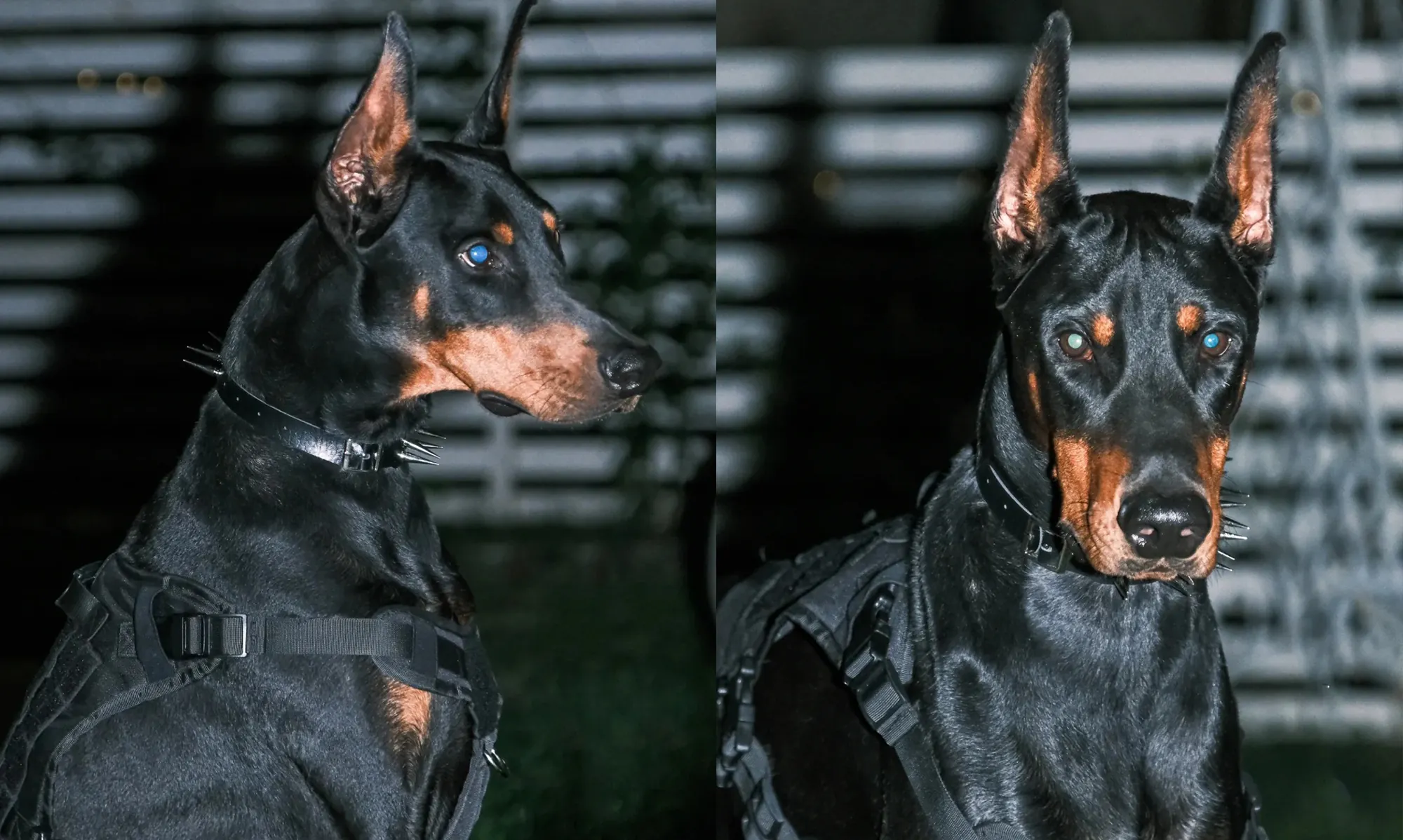 Quel est le Chien le Plus Dangereux du Monde ? La Réponse Selon la Science Dobermann élégant en position de garde, chien athlétique et vigilant