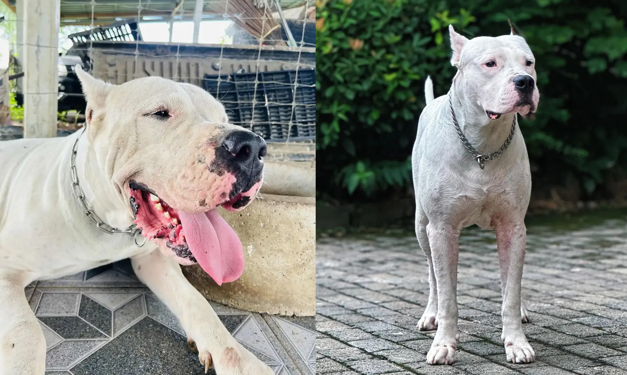 Quel est le Chien le Plus Dangereux du Monde ? La Réponse Selon la Science Dogue Argentin blanc au physique athlétique, chien de chasse au gros gibier