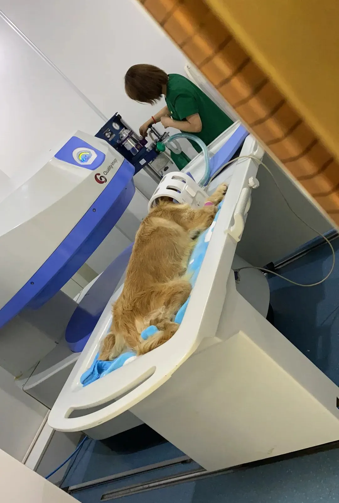 Golden Retriever : Tempérament, Santé et Budget à Prévoir Golden Retriever en consultation vétérinaire - importance du suivi santé