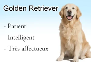 Noms de Chien Commençant par A : Guide Complet Golden Retriever patient intelligent tres affectueux