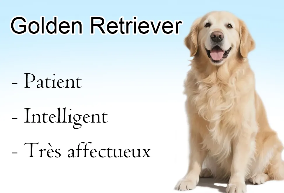 Golden Retriever : Tempérament, Santé et Budget à Prévoir Golden Retriever patient intelligent tres affectueux