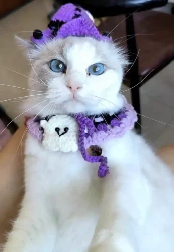 Click to view full screen Déguisement Chat Halloween Sorcière - Bonnet Violet + Collerette Fantôme Tricot Main photo review