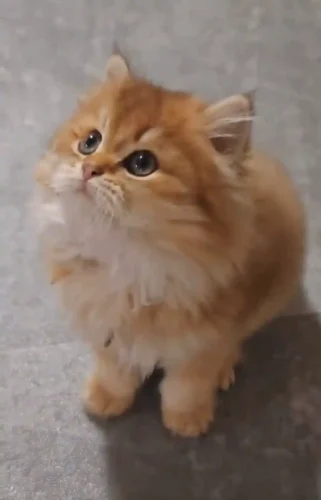 Click to view full screen Médaille Chat Doble Amor photo review