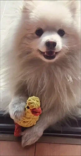 Click to view full screen Jouet Pour Chien Indestructible Contento photo review